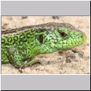 Lacerta agilis - Zauneidechse m07.jpg